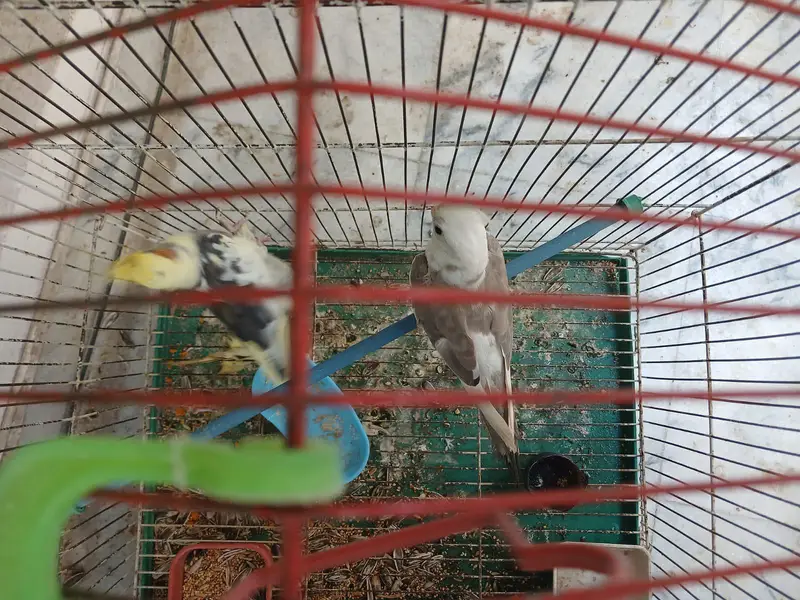 ​Urgent Sale: Beautiful Cockatiel Pair + Cage (Reasonable Price) — photo 2