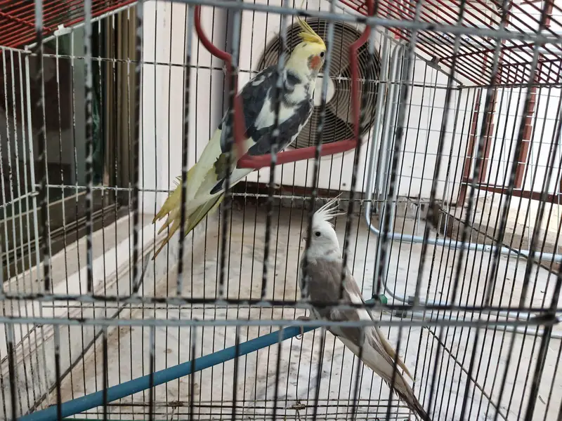 ​Urgent Sale: Beautiful Cockatiel Pair + Cage (Reasonable Price) — photo 3