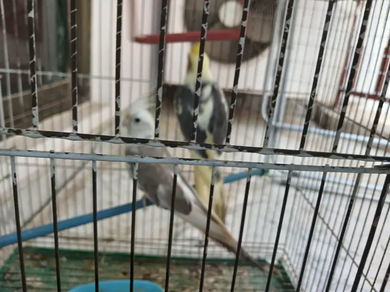 ​Urgent Sale: Beautiful Cockatiel Pair + Cage (Reasonable Price) — photo 4