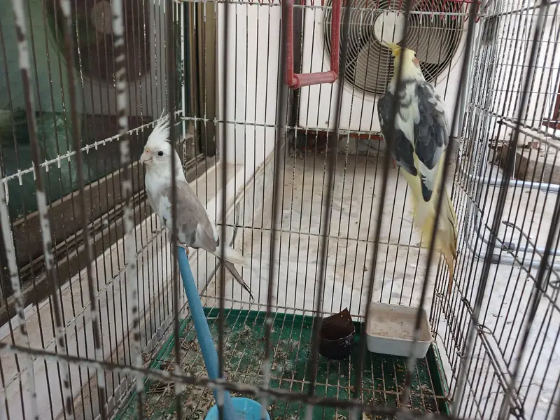 ​Urgent Sale: Beautiful Cockatiel Pair + Cage (Reasonable Price) — photo 5