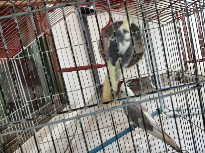 ​Urgent Sale: Beautiful Cockatiel Pair + Cage (Reasonable Price) — photo 6