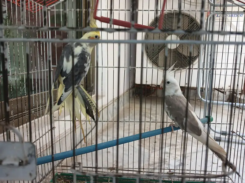 ​Urgent Sale: Beautiful Cockatiel Pair + Cage (Reasonable Price) — photo 7