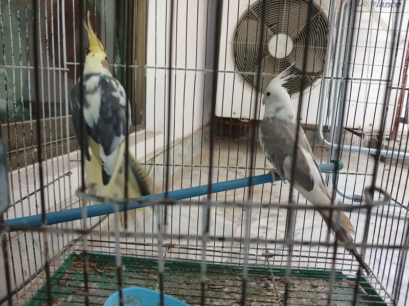 ​Urgent Sale: Beautiful Cockatiel Pair + Cage (Reasonable Price) — photo 8