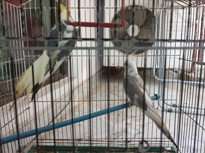 ​Urgent Sale: Beautiful Cockatiel Pair + Cage (Reasonable Price) — photo 9