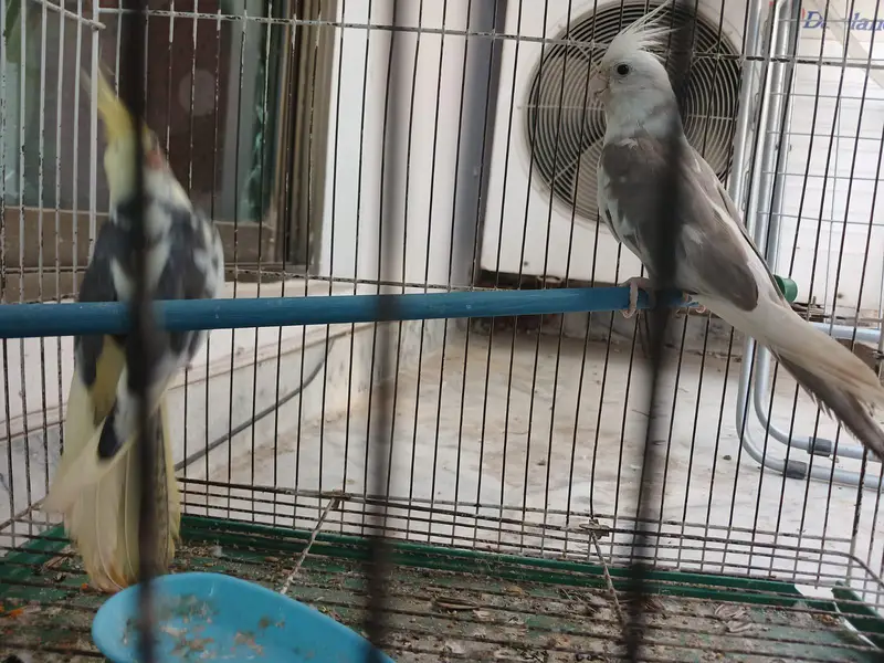 ​Urgent Sale: Beautiful Cockatiel Pair + Cage (Reasonable Price) — photo 10