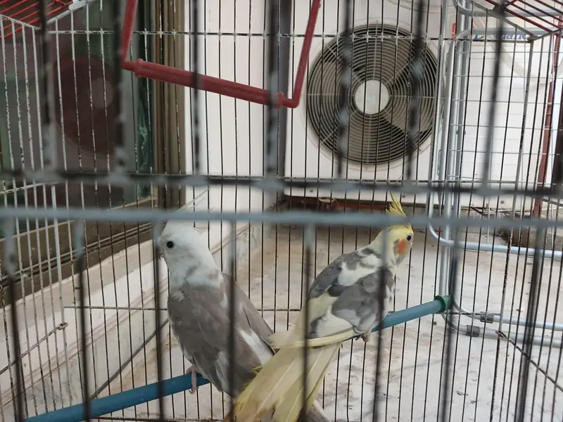 ​Urgent Sale: Beautiful Cockatiel Pair + Cage (Reasonable Price) — photo 11