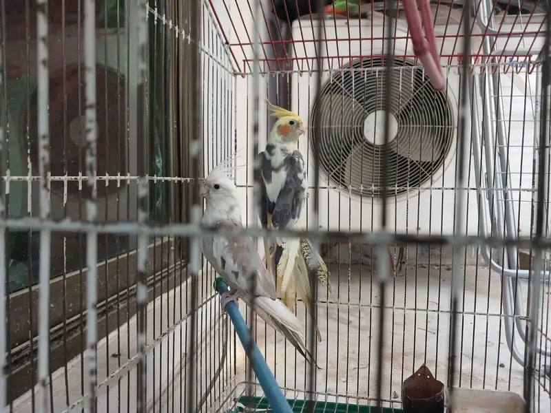 ​Urgent Sale: Beautiful Cockatiel Pair + Cage (Reasonable Price) — photo 12