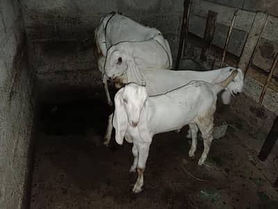 bakri or Sath 2 bachy pair