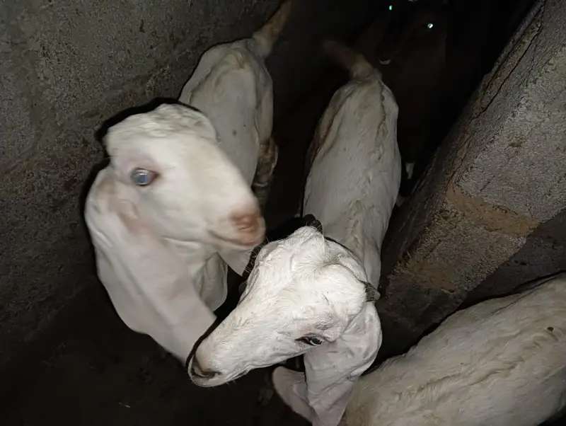 bakri or Sath 2 bachy pair — photo 2