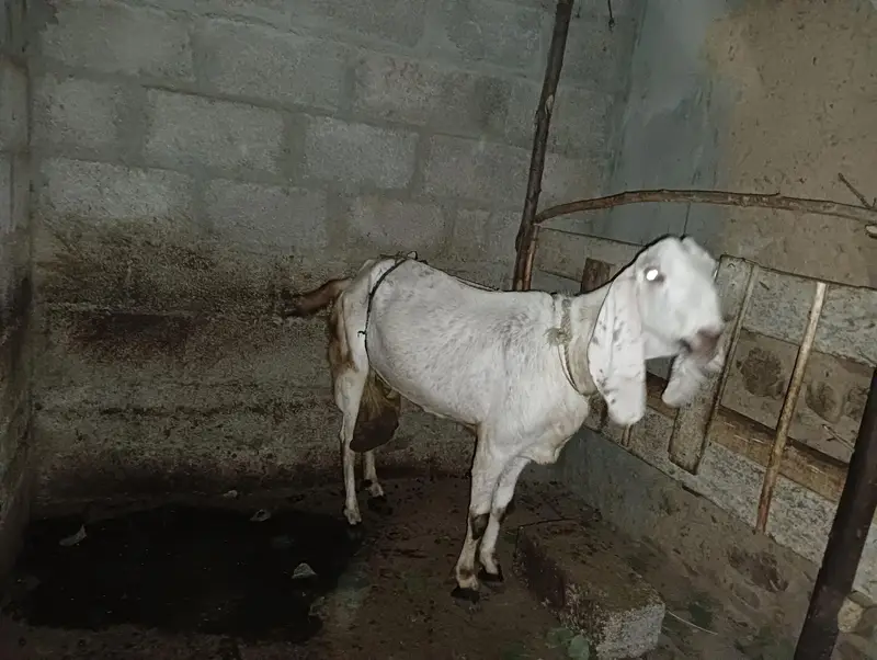 bakri or Sath 2 bachy pair — photo 3