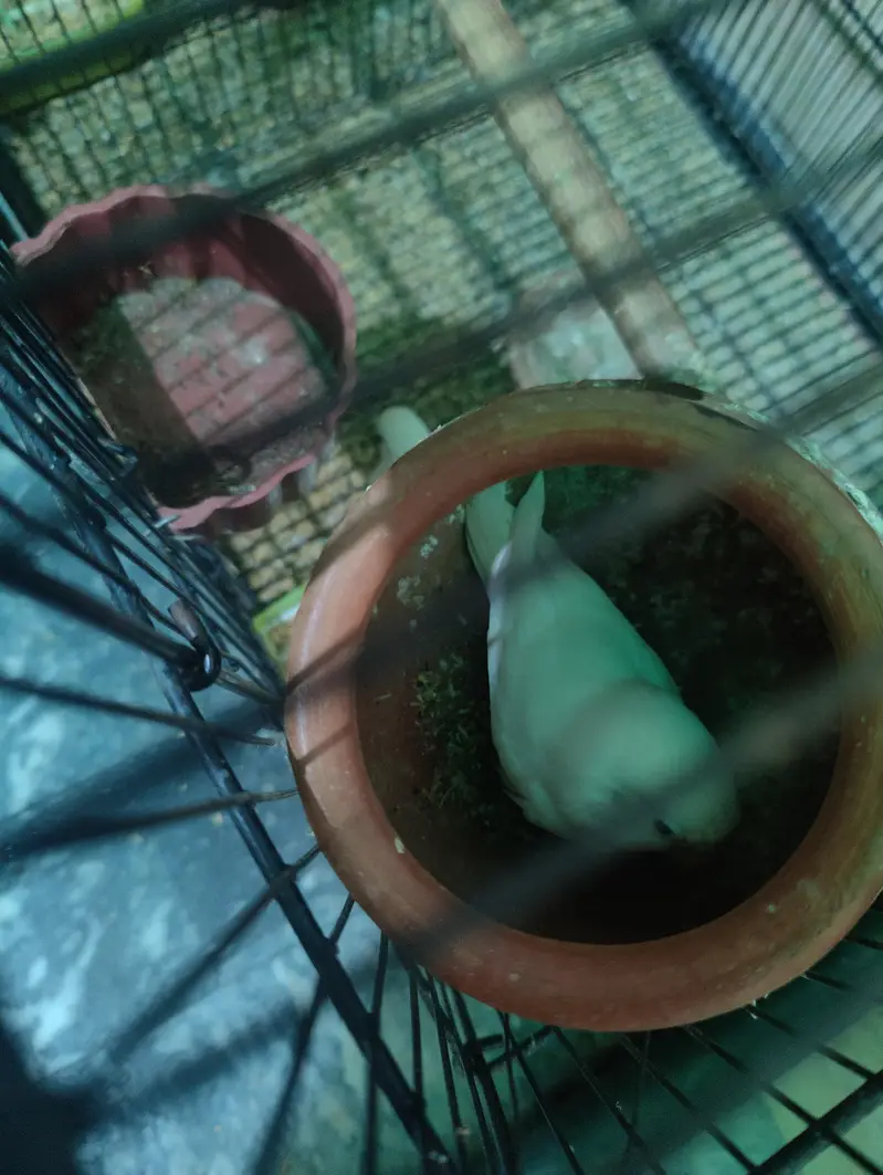 Albino love birds