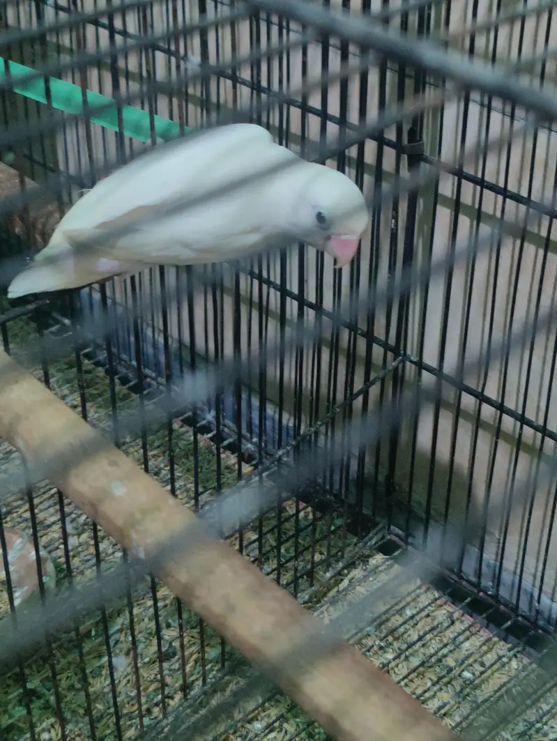 Albino love birds — photo 2