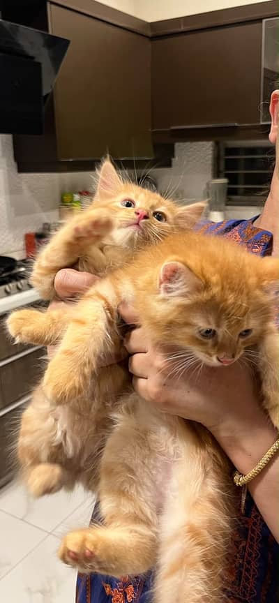 Rare Persian Cat breed