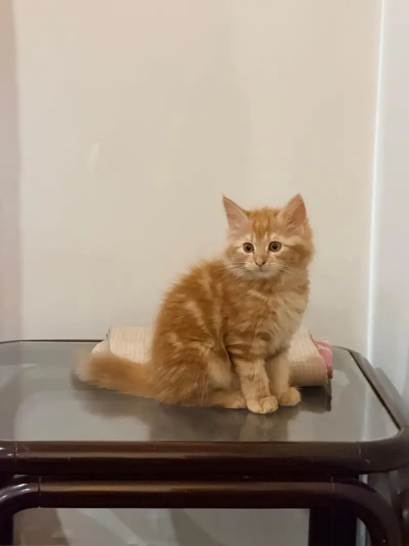 Rare Persian Cat breed — photo 3