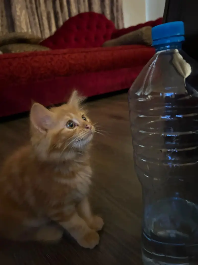 Rare Persian Cat breed — photo 5