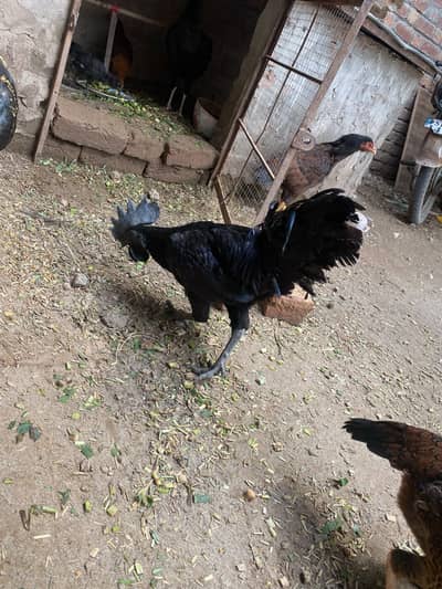 Ayam Cemani Grey tongue
