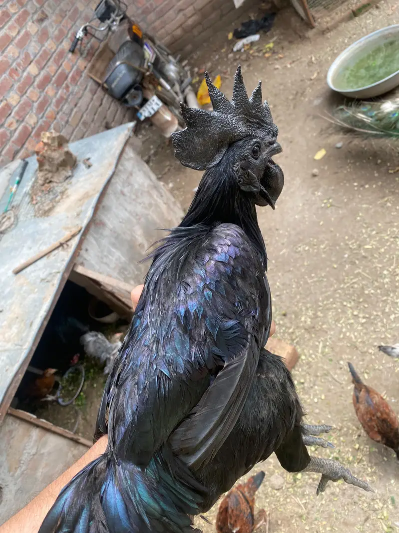 Ayam Cemani Grey tongue — photo 2