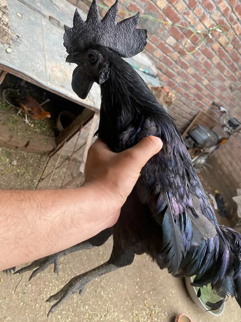 Ayam Cemani Grey tongue — photo 3