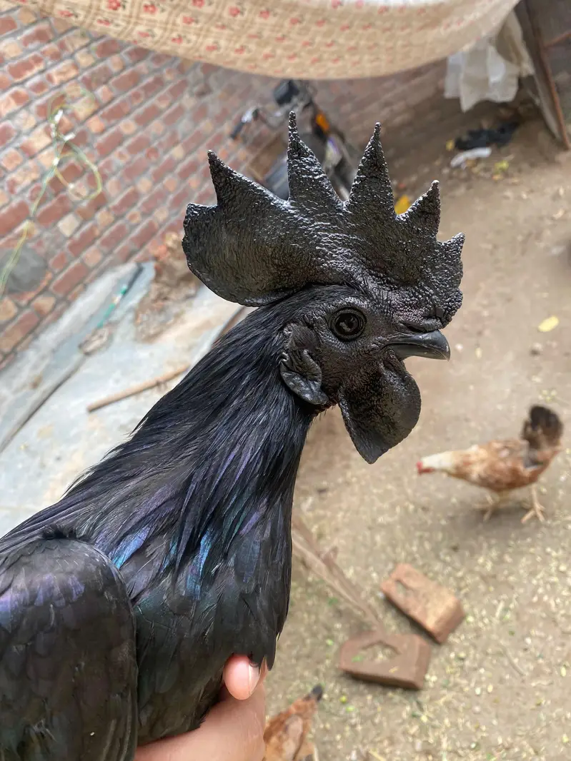 Ayam Cemani Grey tongue — photo 4