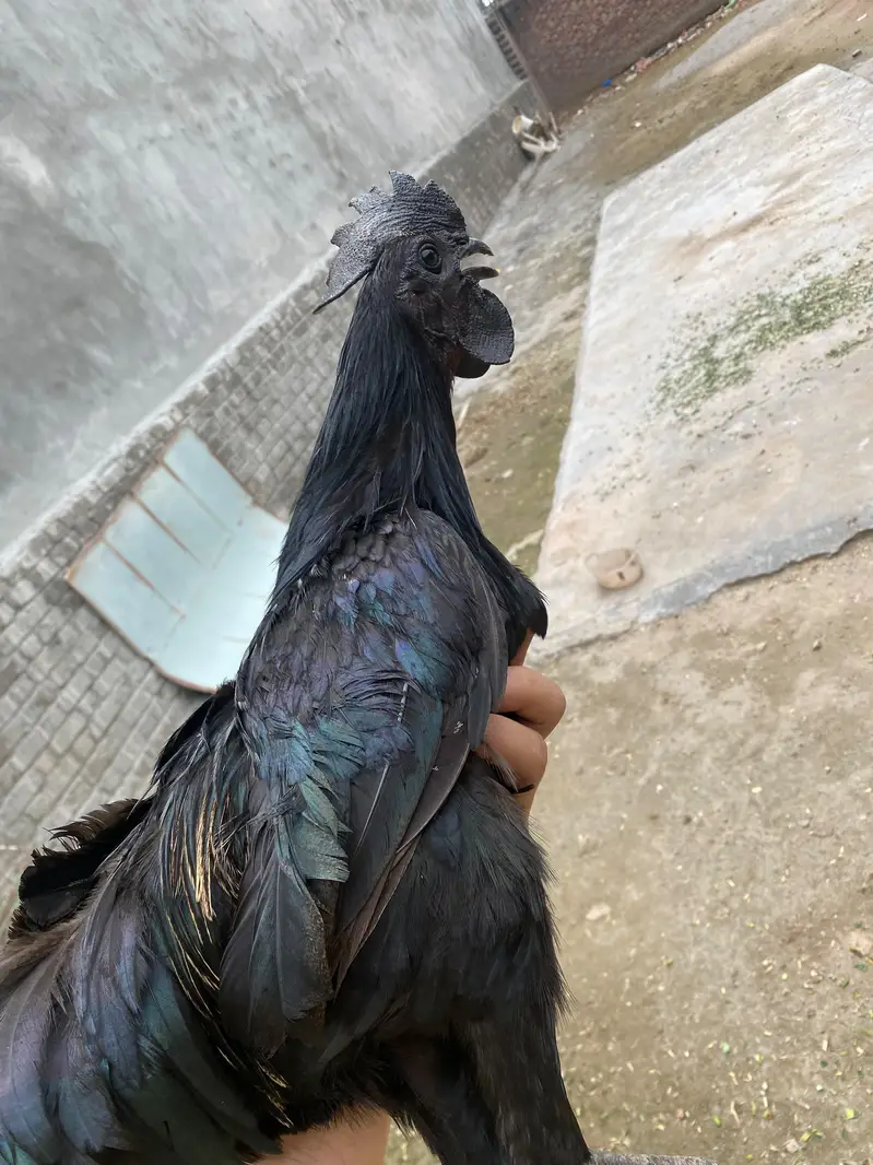 Ayam Cemani Grey tongue — photo 5