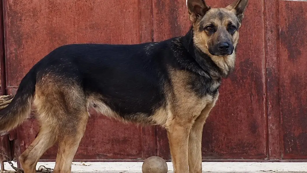 puppies for sale female 03068880051 — photo 5