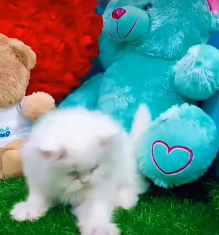 Persian kitten for sale my WhatsApp . 03317047936 — photo 3