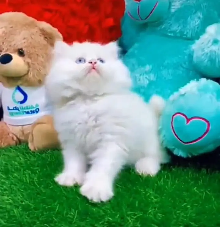 Persian kitten for sale my WhatsApp . 03317047936 — photo 4