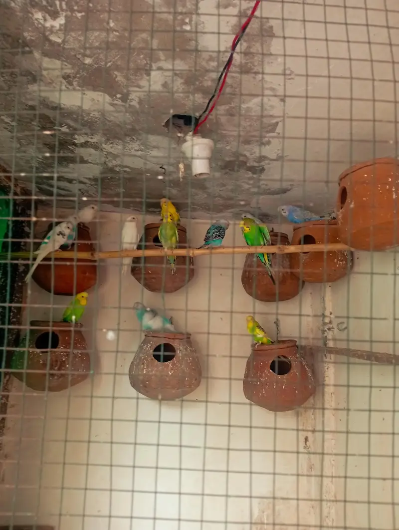 breder pair — photo 2
