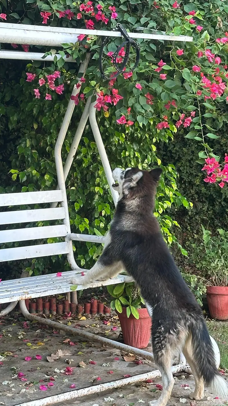 SIBERIAN HUSKY PURE BREED — photo 2