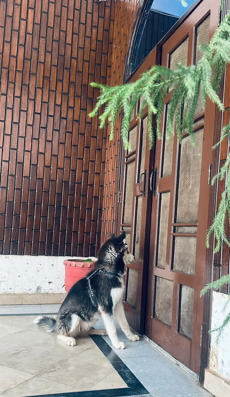 SIBERIAN HUSKY PURE BREED — photo 3