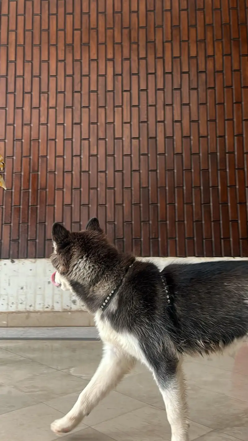 SIBERIAN HUSKY PURE BREED — photo 4