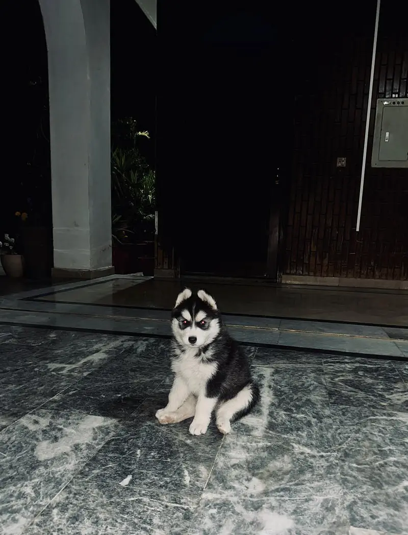 SIBERIAN HUSKY PURE BREED — photo 5