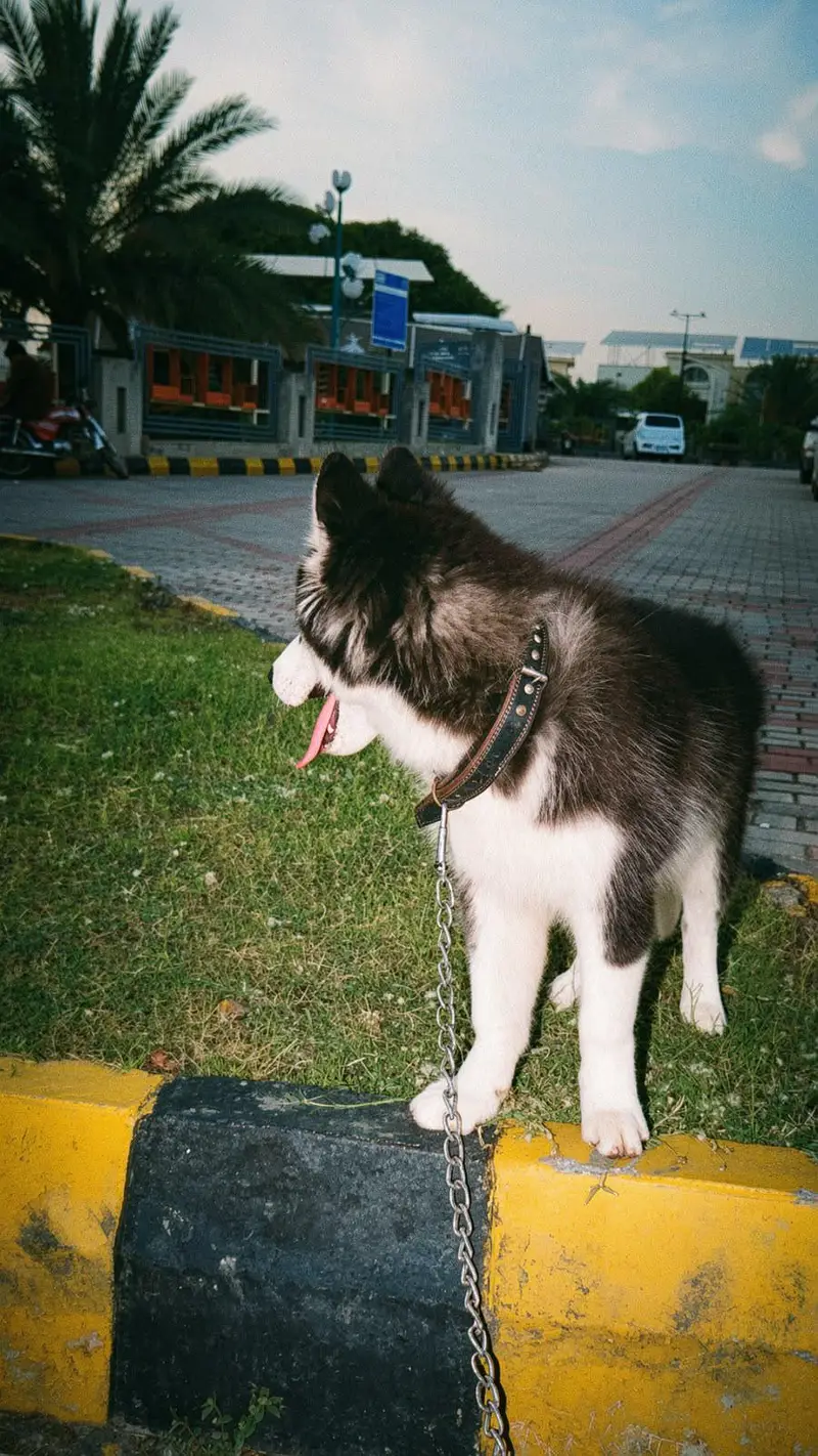 SIBERIAN HUSKY PURE BREED — photo 6