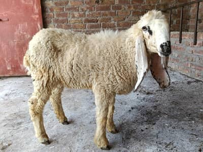 Sheep