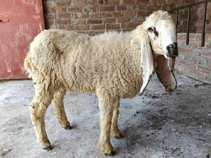 Sheep 0