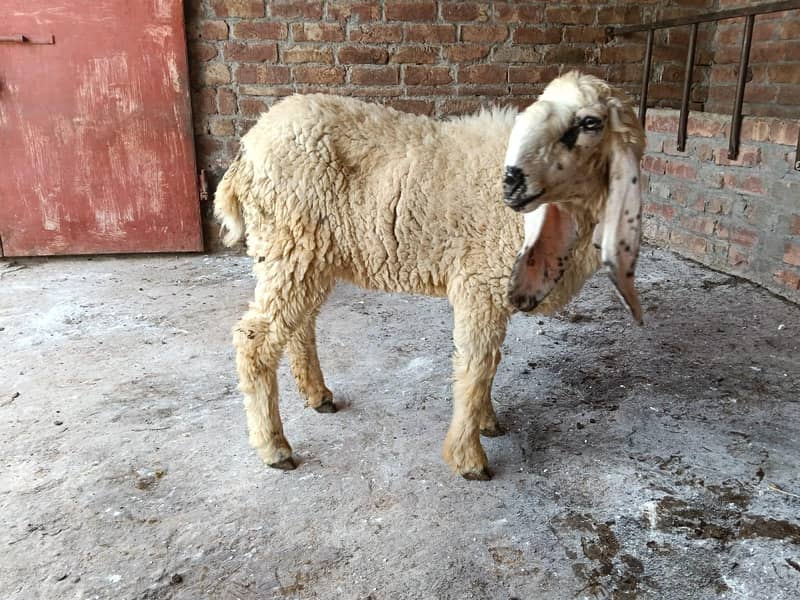 Sheep 1