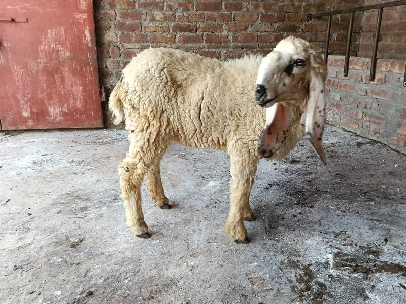 Sheep — photo 2