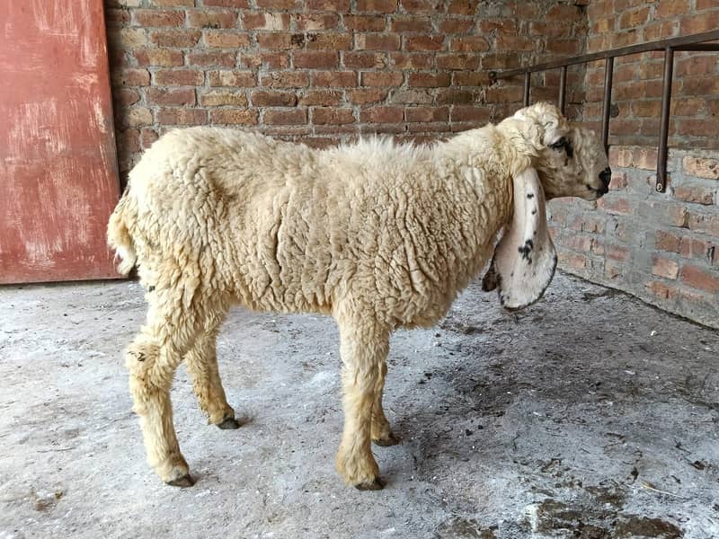 Sheep 2