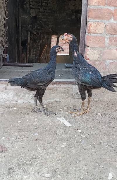 Thai pkoya breed 03157697016