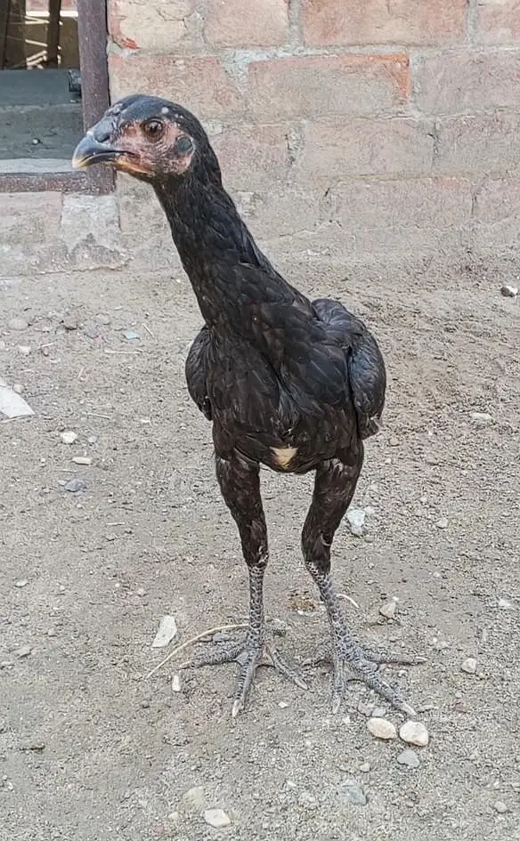 Thai pkoya breed 03157697016 — photo 2