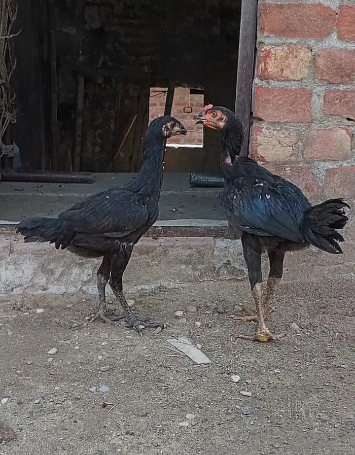 Thai pkoya breed 03157697016 — photo 4