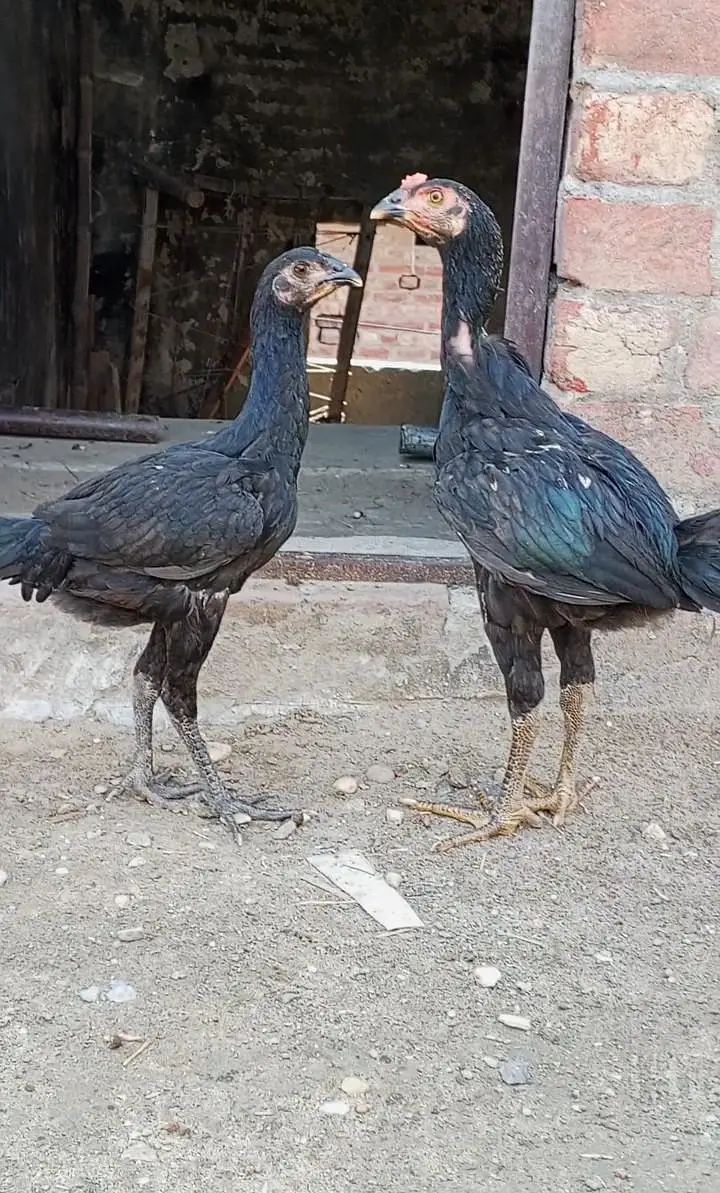 Thai pkoya breed 03157697016 — photo 5