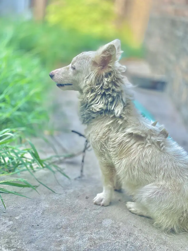 Russian dog best for security — photo 2