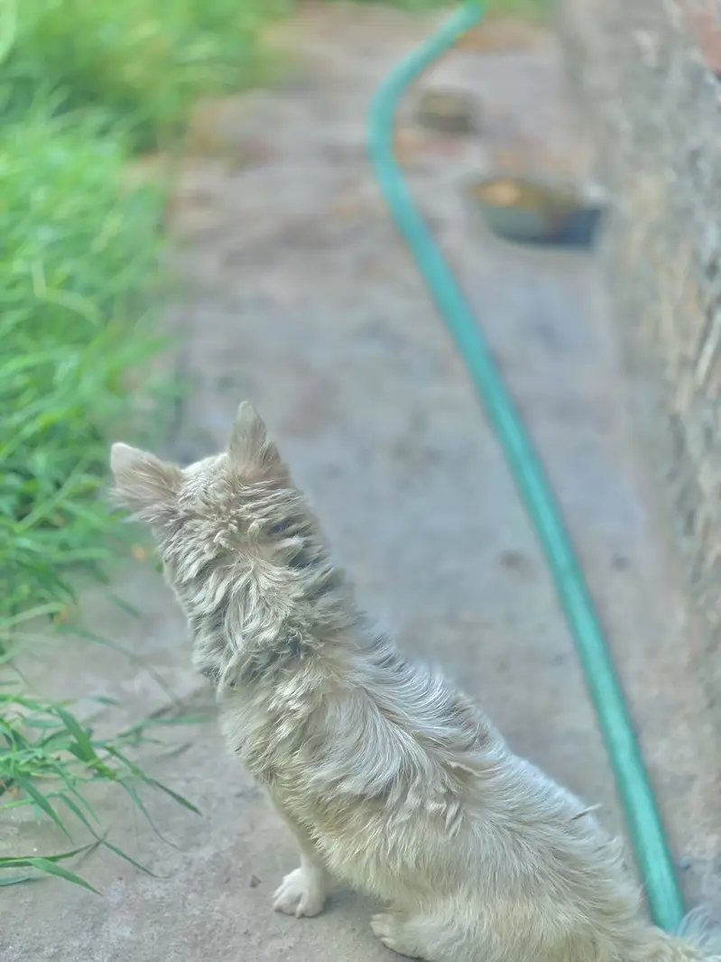 Russian dog best for security — photo 3