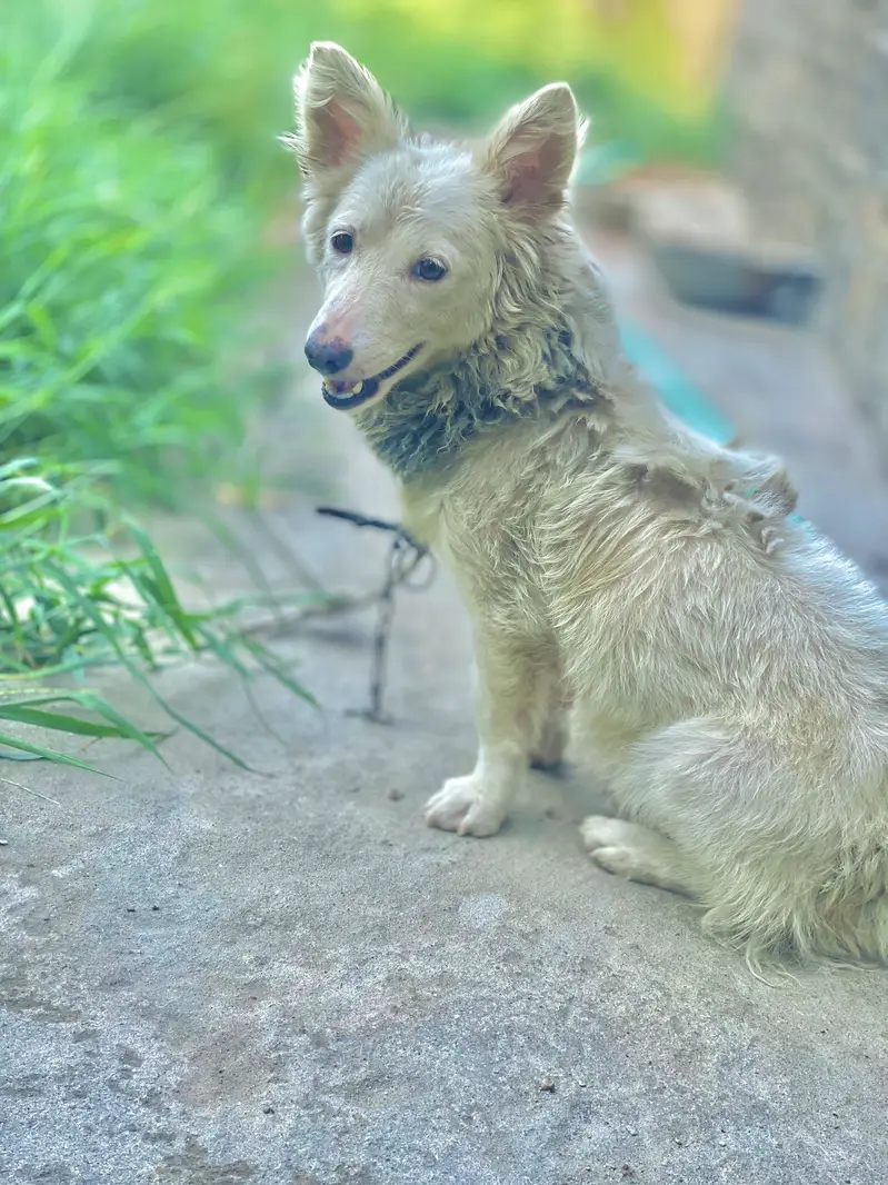 Russian dog best for security — photo 4