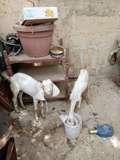 Goats or Two child chine maki nasal