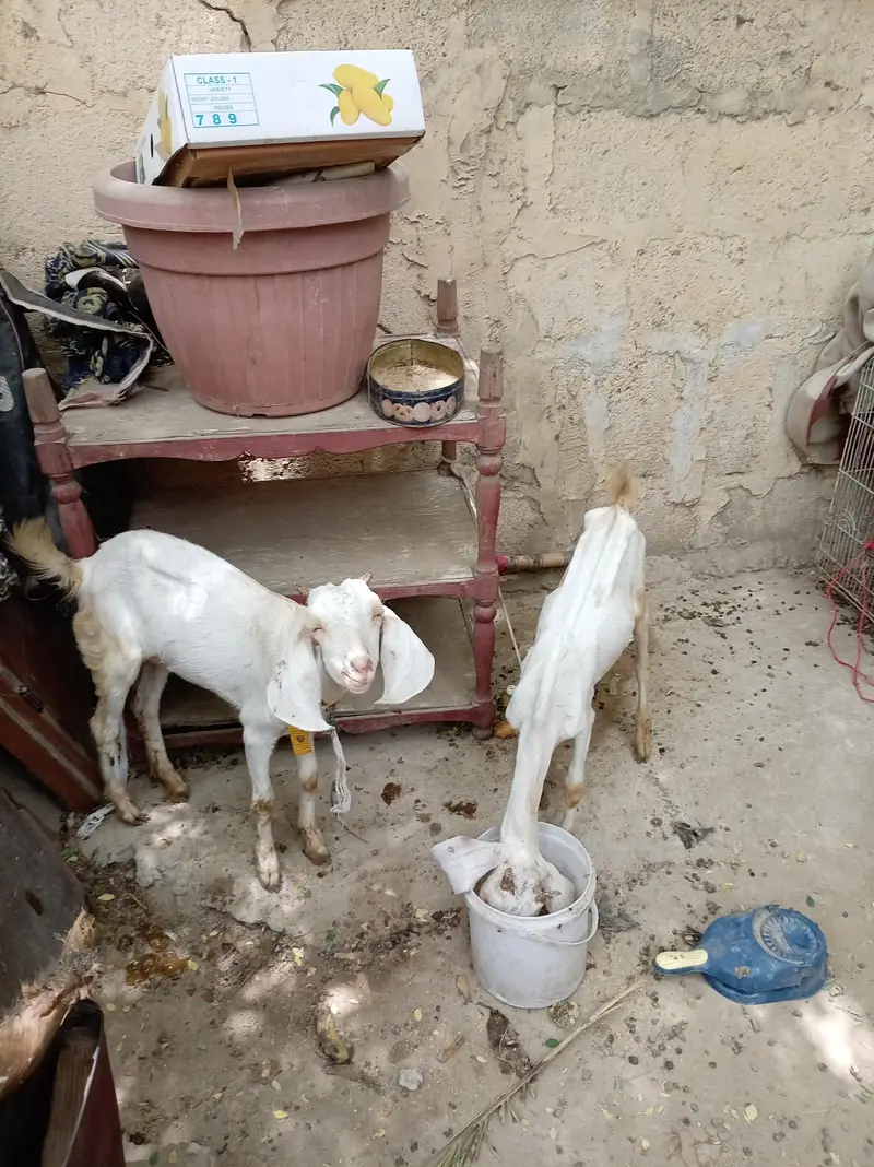Goats or Two child chine maki nasal