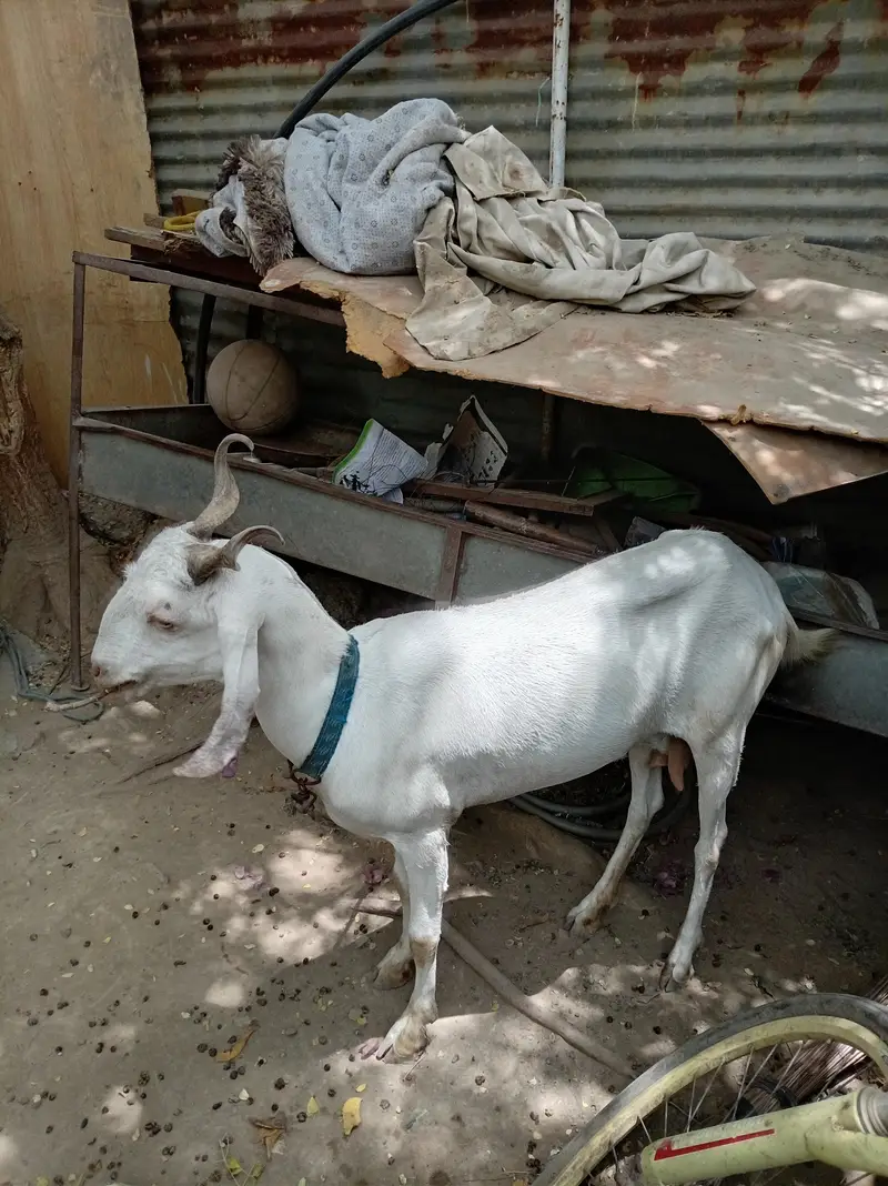 Goats or Two child chine maki nasal — photo 2