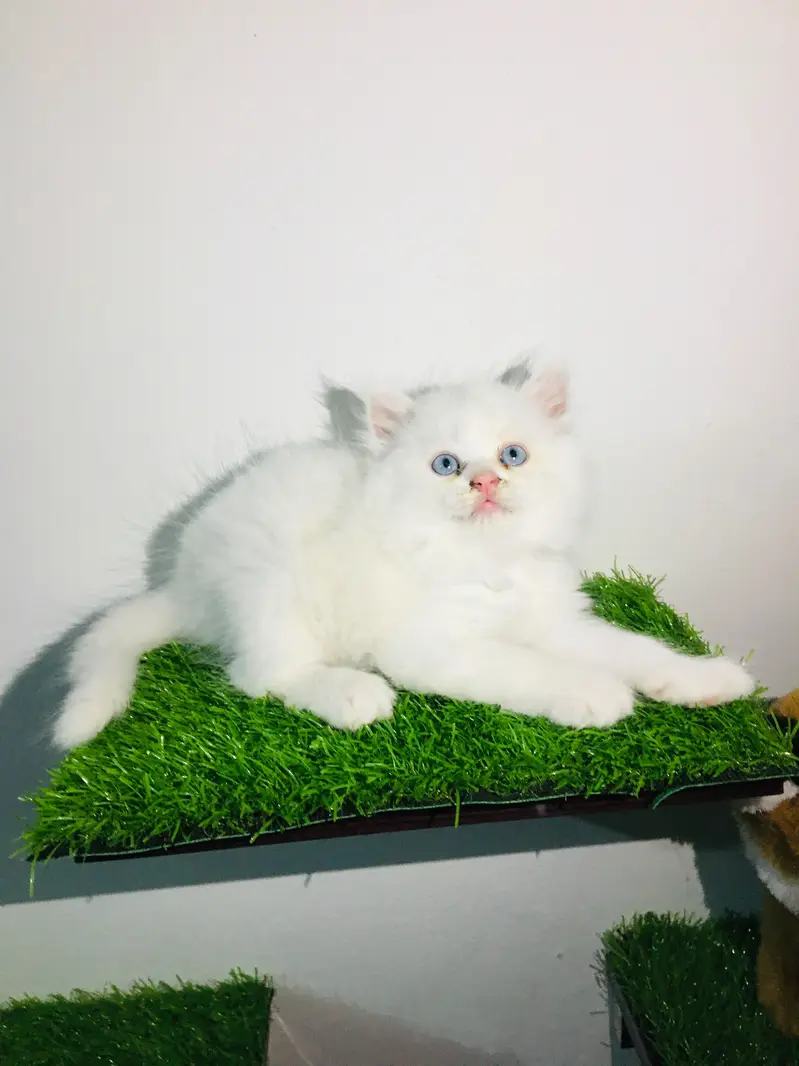 White Persian Kittens/Triple coated/blue eyes/Cats/Male/Female — photo 3