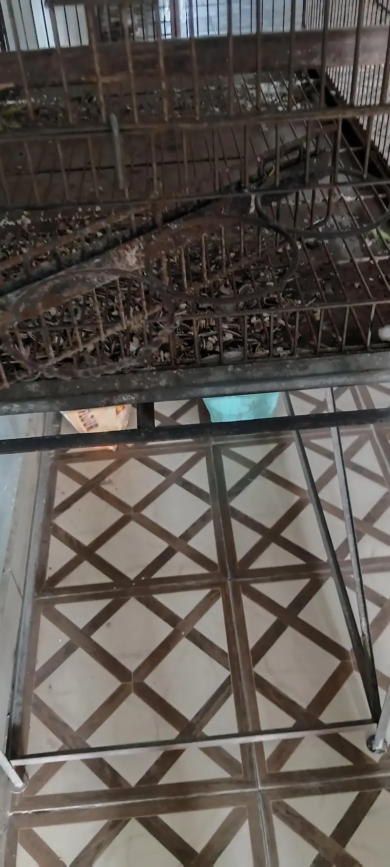 Breeding Cage for sell — photo 3